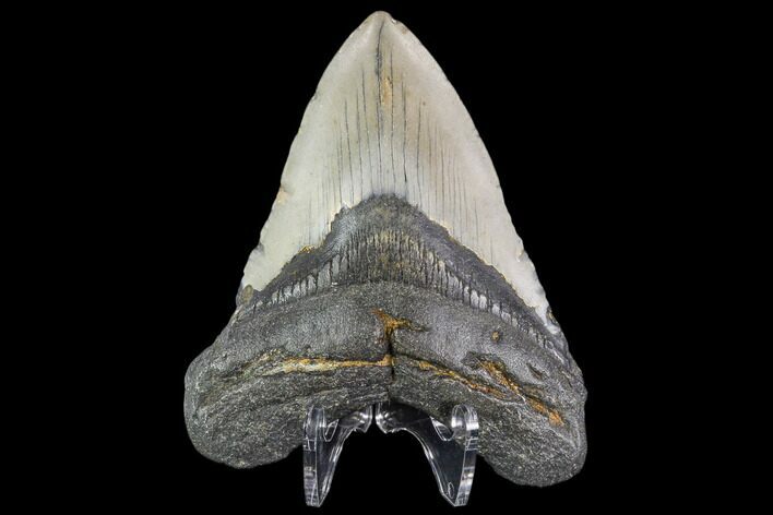 Fossil Megalodon Tooth - North Carolina #109674